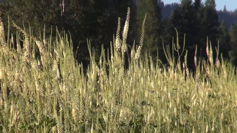 Sustainable Herbs Project Videos: Issues in the Herb Industry