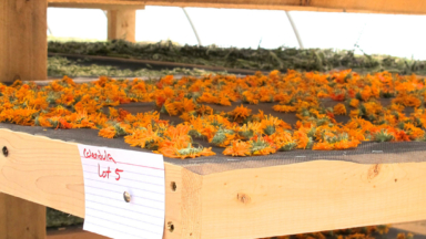 Quality and Sustainability in the Herb Industry