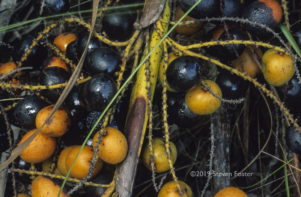 In this the first installment of a two part series, we will begin to explore the experience of human interaction with saw palmetto berries as food and medicine. Part two of the series will focus on the saw palmetto conservation conundrum from the 1990s to the present time.