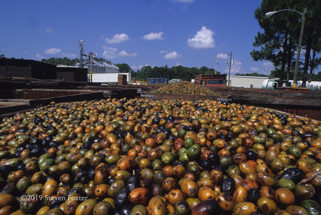 The first in a two-part series on the sustainability of the saw palmetto harvest.