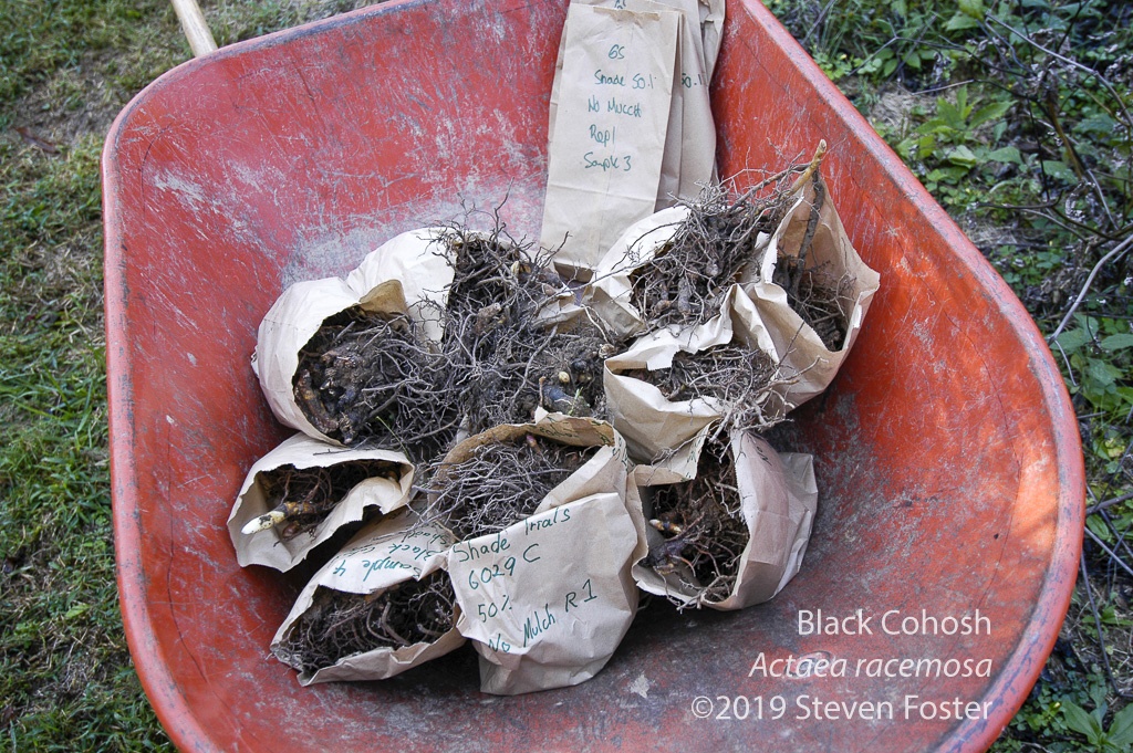 It's called wildcrafting for a reason: black cohosh in commerce.