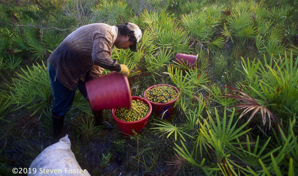 Saw palmetto, one of the most important North American medicinal plants, faces an uncertain future due to climate change, biodiversity loss, and trade fluctuations.