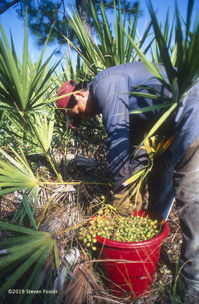Filling a bucket of palmetto berries, a single picker may harvest a half-ton per day. Photo by Steven Foster.