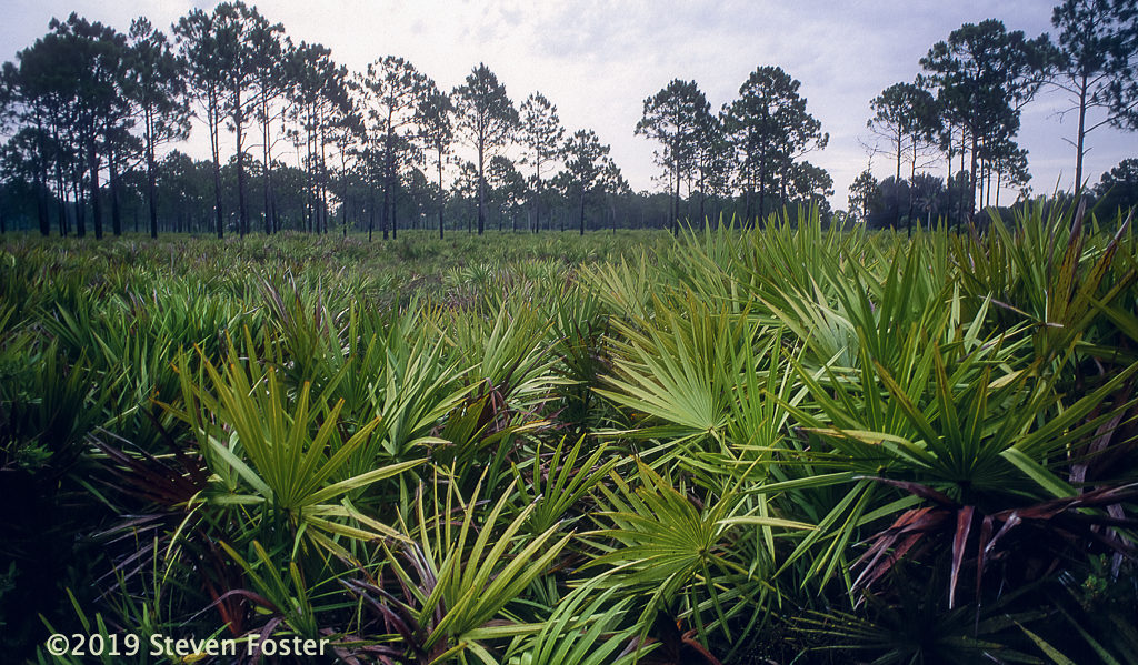 Typical saw palmetto-pine habitat common in Florida. Photo by Steven Foster.