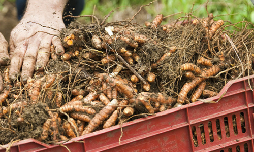 Turmeric root, Curcuma longa farming and harvest at Finca Luna Nueva in Costa Rica, a Demeter certified biodynamic farm. Rhizome production is achieved with no-till farming methods.