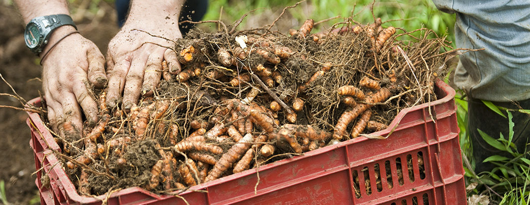 Turmeric root, Curcuma longa farming and harvest at Finca Luna Nueva in Costa Rica, a Demeter certified biodynamic farm. Rhizome production is achieved with no-till farming methods.