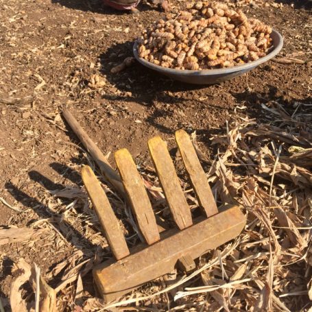 Turmeric Rake harvesting tool with separated prime turmeric fingers in background. Maharashtra, India Feb 2017. Photo by Bill Chioffi. 