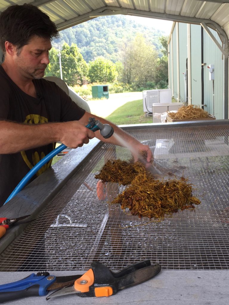 Cleaning forest grown goldenseal roots at the Appalachian Harvest Herb Hub.