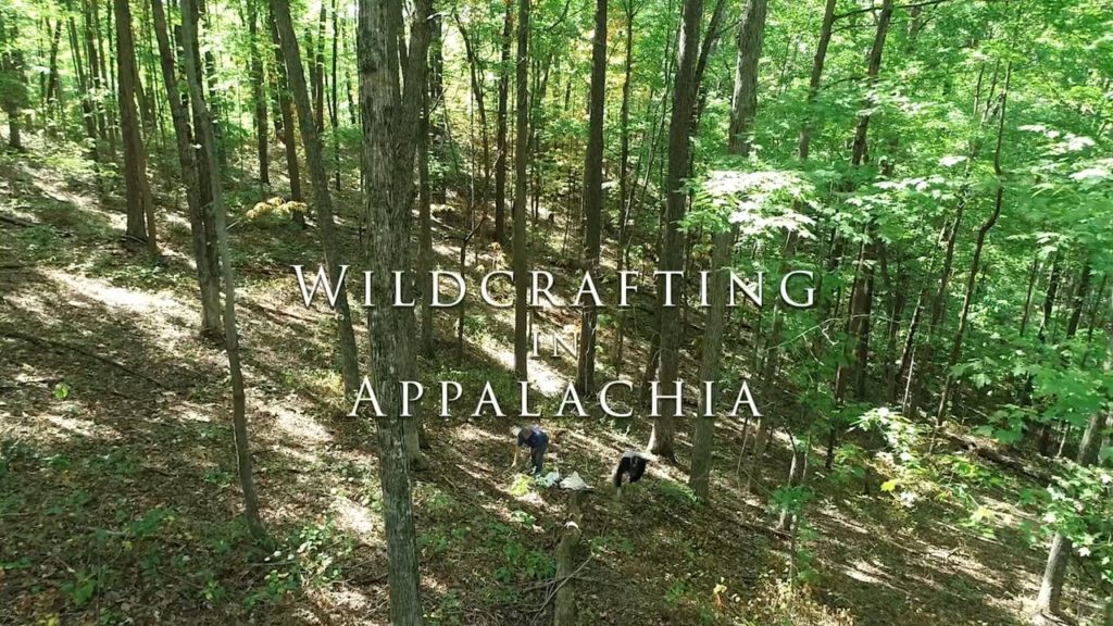 Wildcrafting in Appalachia