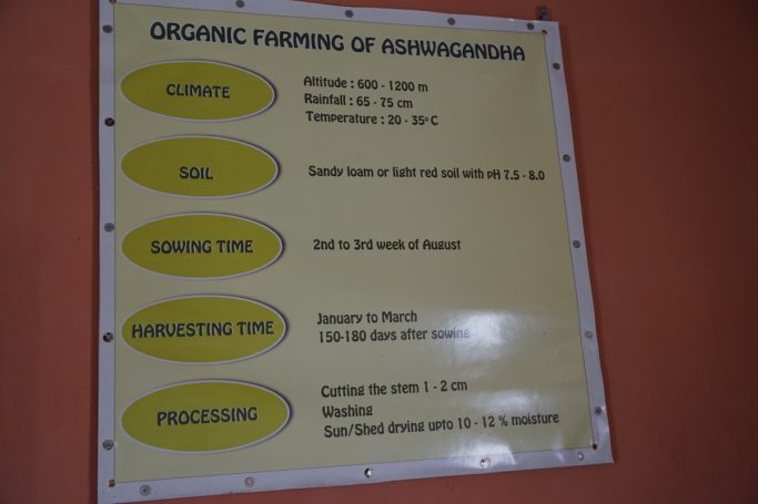 ashwagandha cultivation schedule