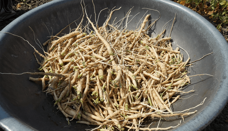 Ashwagandha root pulled, chopped, ready for washing and sun drying)