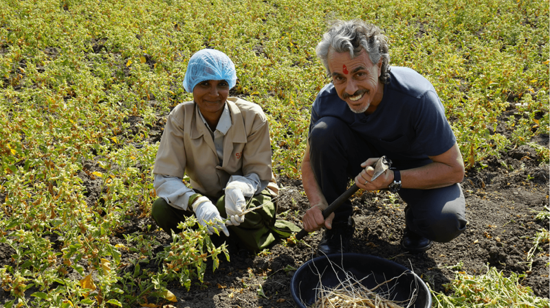  The author Chris Kilham with a woman harvester an an ashwaganhda field.