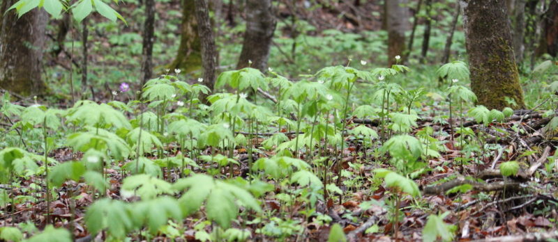 Forest farmed goldenseal. Photo by Katie Commender.