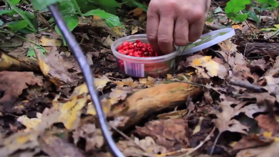 Sustainably Harvesting American Ginseng