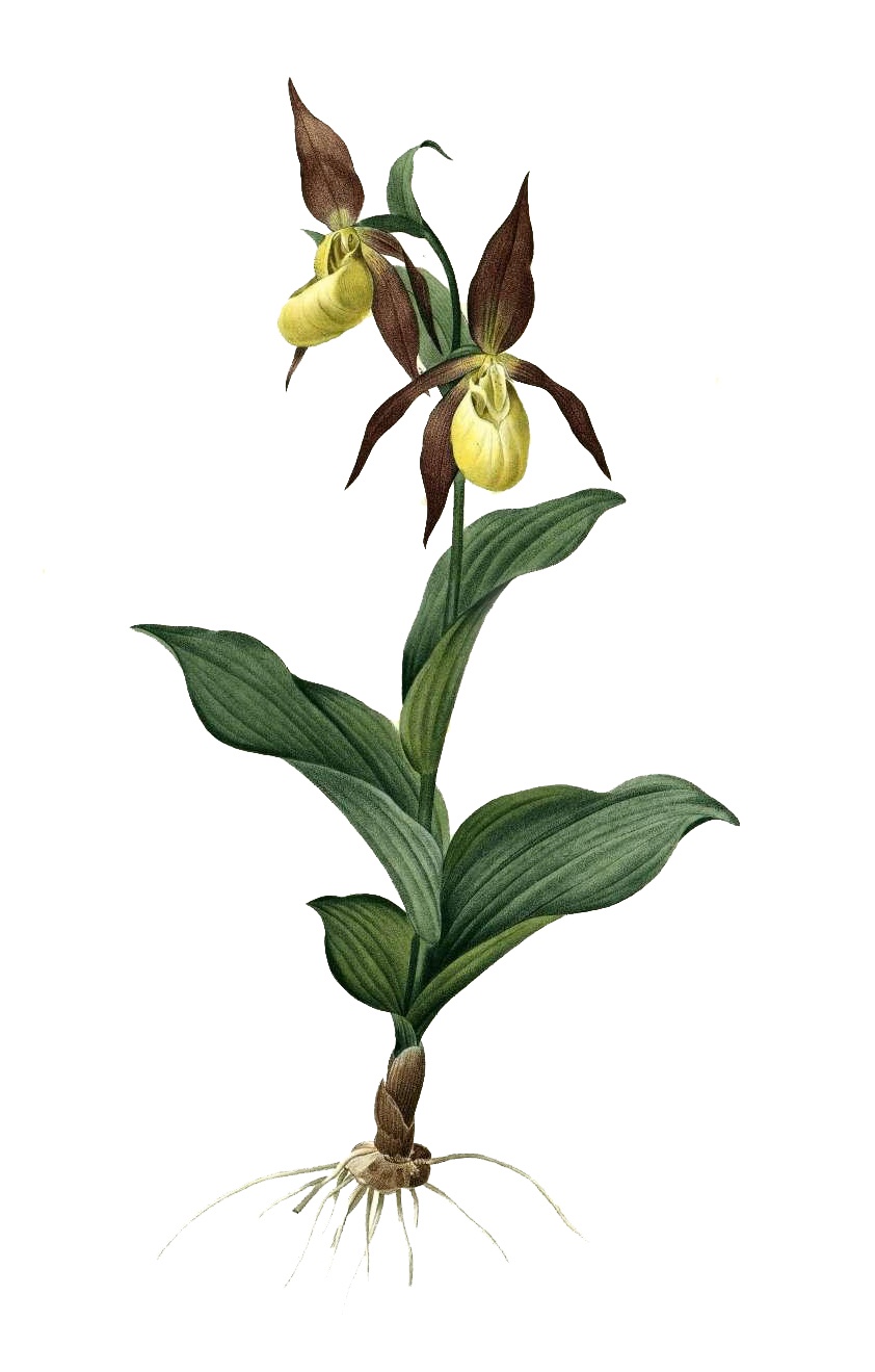 European Yellow Lady's Slipper. Adapted from: Redouté PJ, Les liliacees, vol 1, 1805