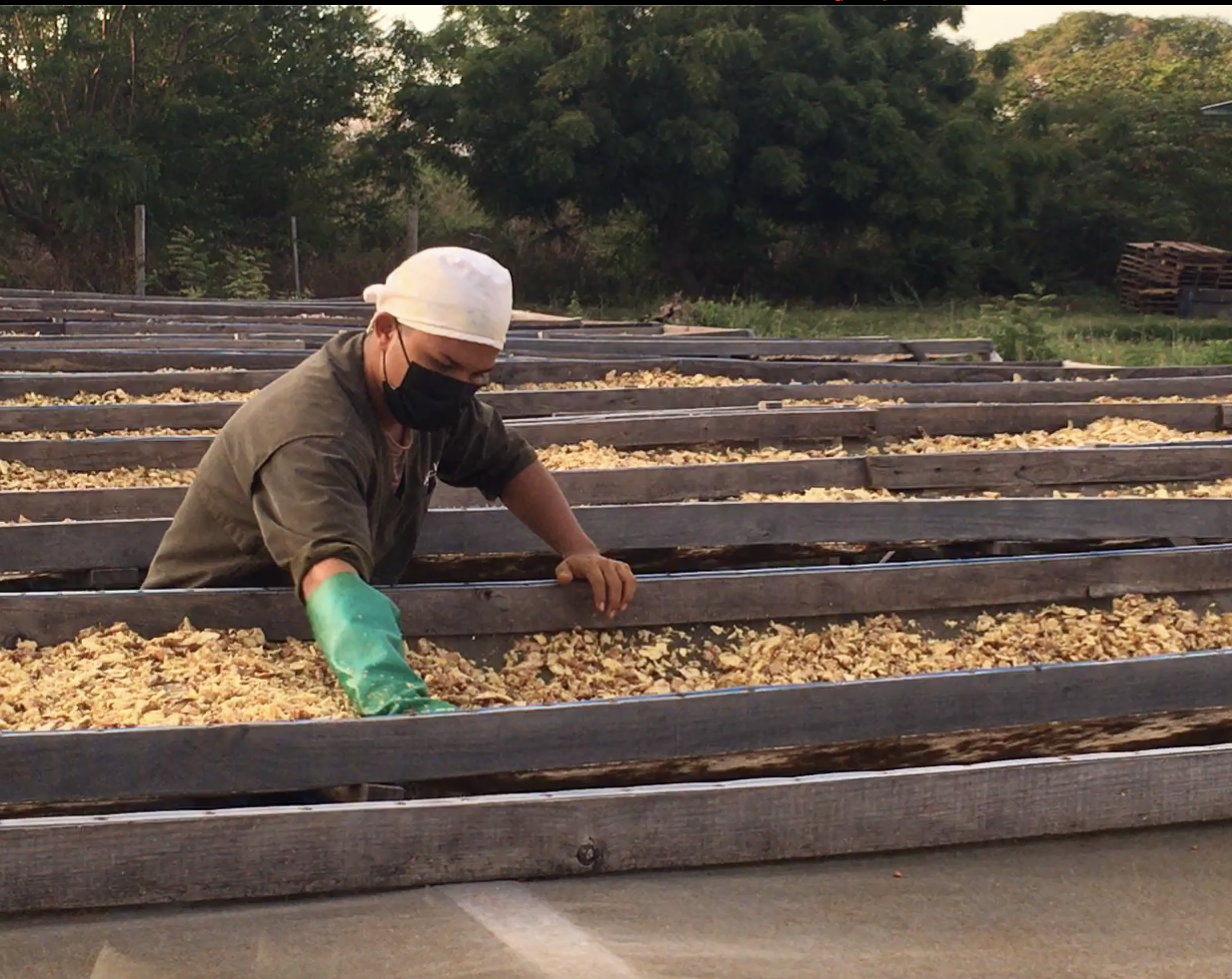 Sun drying sliced ginger root at Doselva Processing Center, Nicaragua.