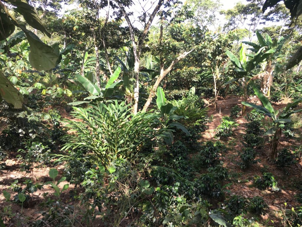 Agroforestry growing turmeric mixed in with coffee and cardamom, Doselva Farmer, Nicaragua