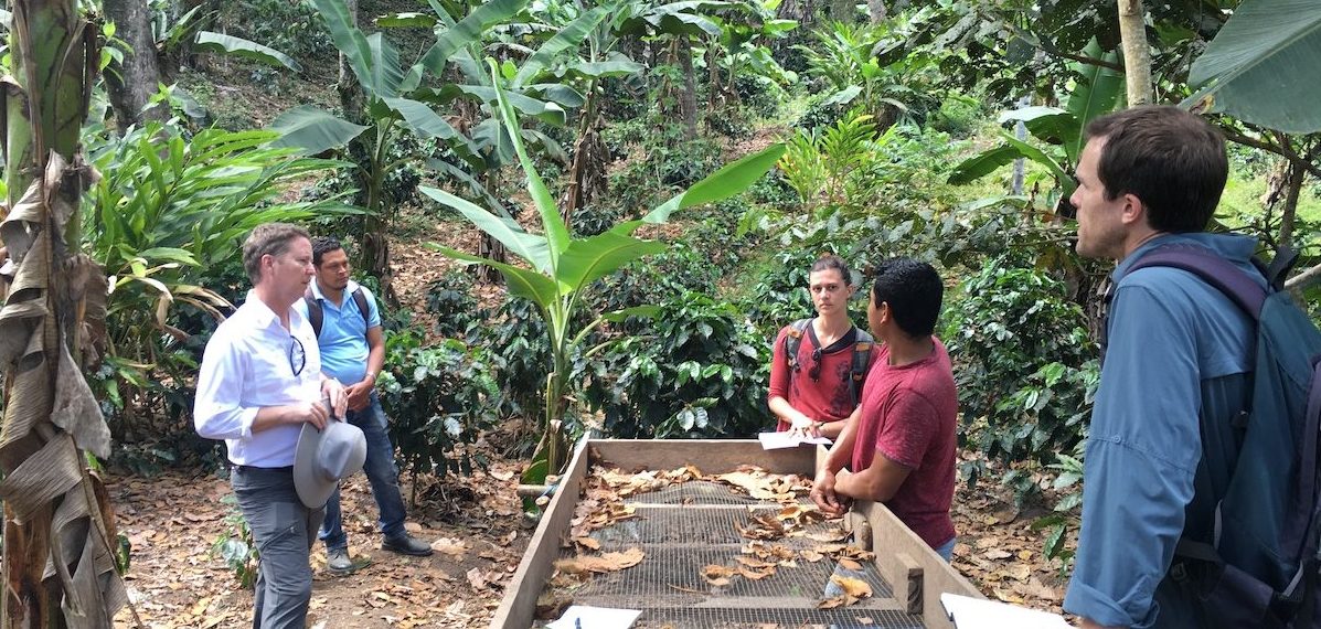 Doselva and Gaia partnership growing turmeric in an agroforestry setting in Nicaragua.