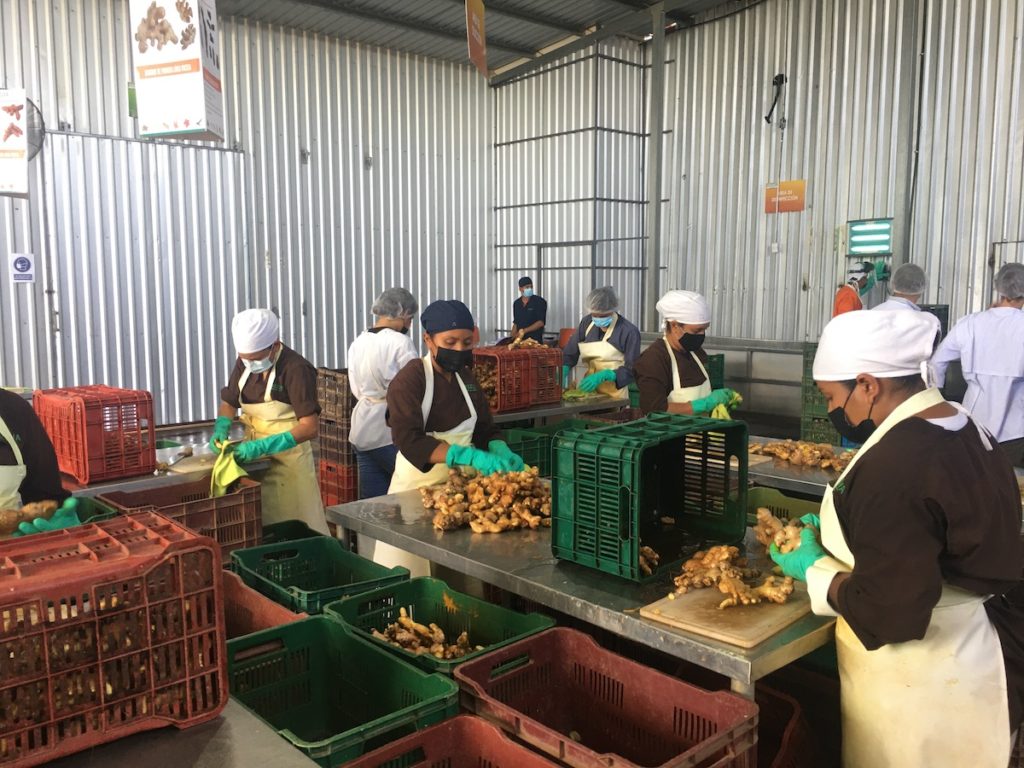 Women slicing fresh ginger roots at Doselva processing center
